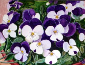 Pansies looking to the sun
