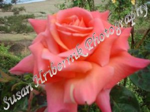 hribernik,susan-Pink Rose