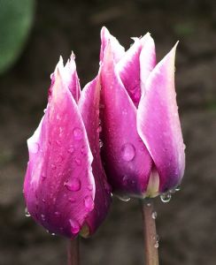 Dahlman,C. L.-Dark Purple Tulips