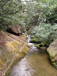 hribernik,susan-Forest Waterfall