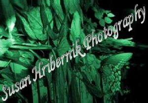 hribernik,susan-Green Butterfly