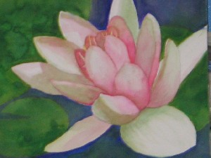 A  Water Lilly Blushes
