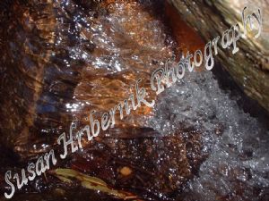 hribernik,susan-Leaf  Water Rush