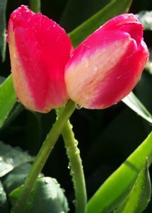 Dahlman,C. L.-Two Pink Tulips