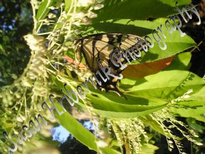 hribernik,susan-Butterfly Tree