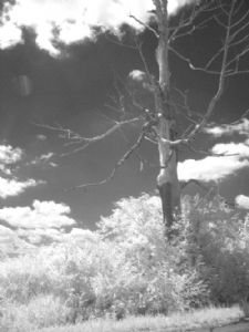 Lone Tree