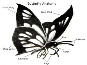 Butterfly Anatomy