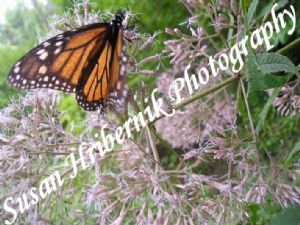 hribernik,susan-Monarch Butterfly
