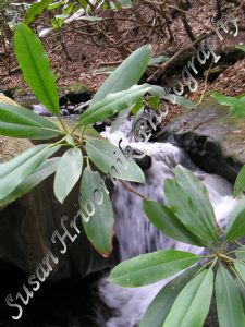 Double Leaf Waterfall