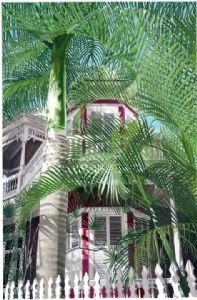 Victorian Palms