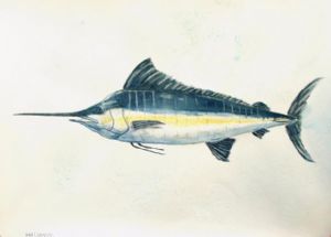 chelchowski,miroslaw-blue marlin