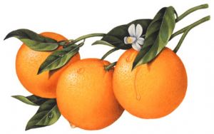Oranges on the Branch