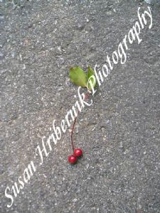 hribernik,susan-Cherry