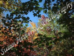 Fall Leaf Canopy