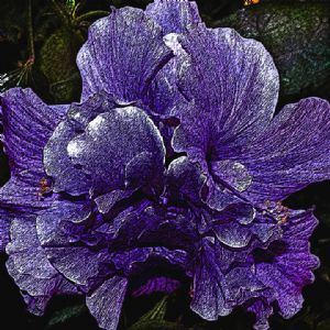Berney,Barbara-Purple Hibiscus