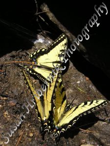 hribernik,susan-Three Butterflies