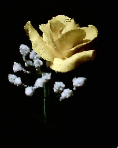 younce,scott-Yellow Rose