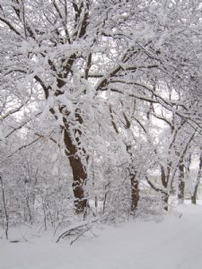 Winter Storm