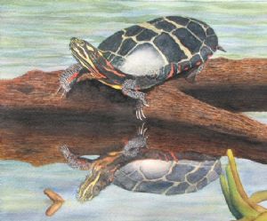 Farber,Sharon-Reflected Turtle