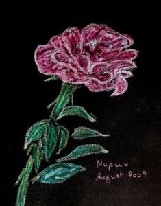 Tustin,Nupur-Solitary Rose