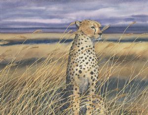 Farber,Sharon-Cheetah