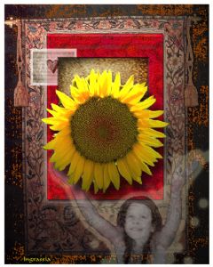 Ingrassia,Peter-Sunflower 1