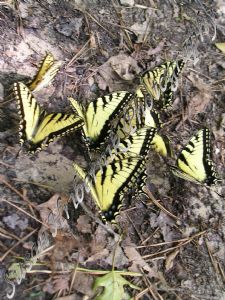 hribernik,susan-Mass of Butterflies