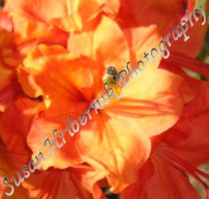Orange Flower Bee