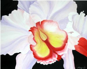 Ochid in Full Bloom