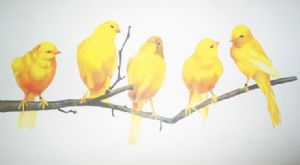 Yellow Canaries