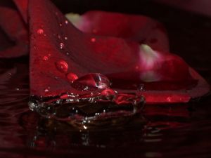 Rose Petals