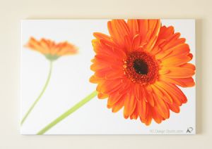 orange gerbera