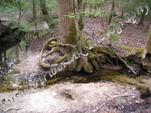 Twisted Root Moss Tree