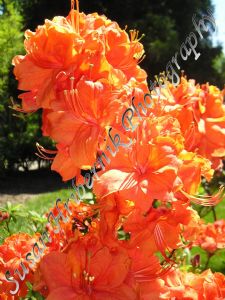 Orange Flower Bundle