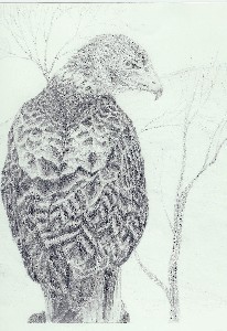 Ziburis,Rachel-Red Tailed Hawk