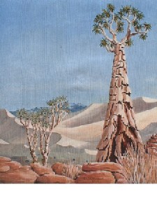 Quiver tree ,Namibia