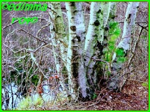 Immar,Ed-White  Birches