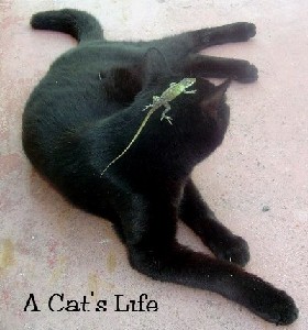 Boyd,Gigi-A Cat's Life