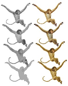 Digital monkey-2
