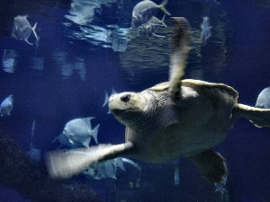 Sea Turtle