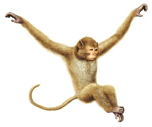 Fong,Philip-Digital monkey-3