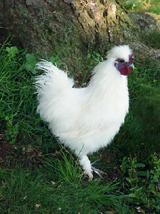 Carmichael,Carol-White Silkie Rooster