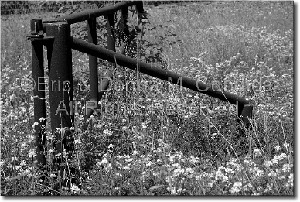 Fence & Flowers