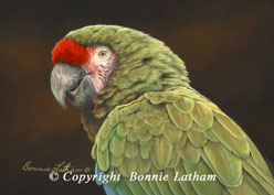Latham,Bonnie-Military Macaw