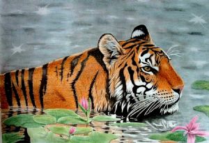 Drawn Tiger in Water