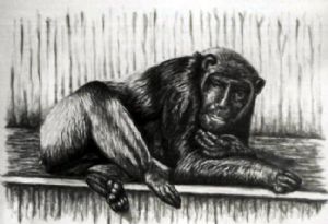 Chimpanzee with selfportrait