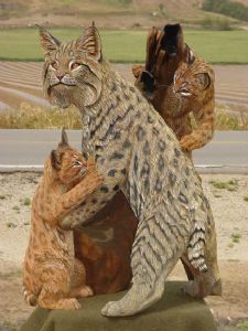 Bobcat with Cubs