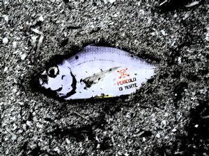Dead Fish #2