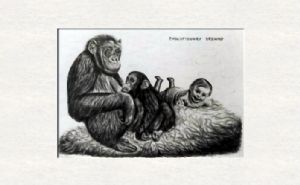 Chimpanzee with baby and selfportrait