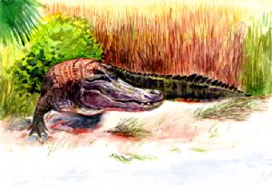 Castellanos,Alberto-American Alligator